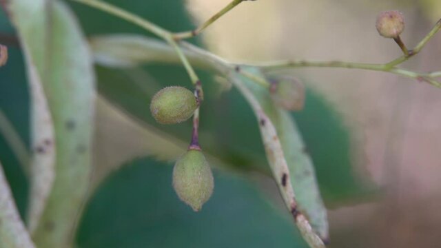 Small-Leaved Lime fruits with seeds (Tilia cordata) - (4K)