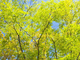 背景素材　新緑