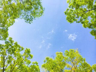 背景素材　新緑