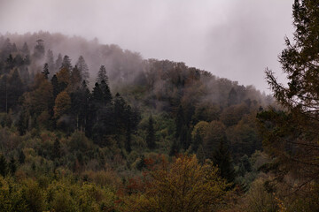 Dark misty Forest, Bieszczady Mountains, Poland