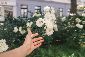 Fototapete bei efototapeten.de bestellen   