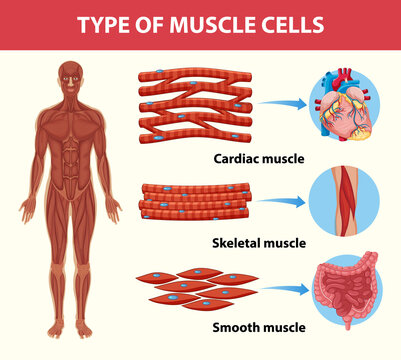 Type of Muscle Cells for health education Infographic
