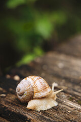 giant snail crosses the bridge in Plitvice Lakes