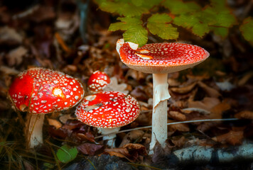 Fly agaric mushrooms growing in the forest