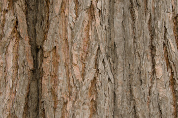 Fototapeta premium brown wood texture and background