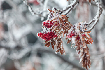 red and white frost
