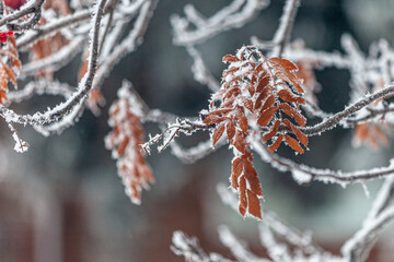 frost on branch leaves