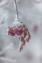 snow covered mountain ash berries
