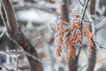 snow on the leaves