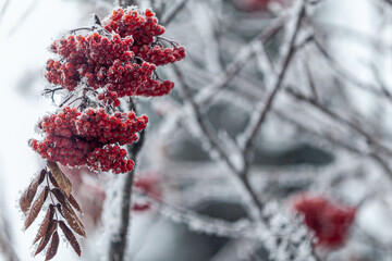 red berries in snow