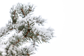 christmas tree branch