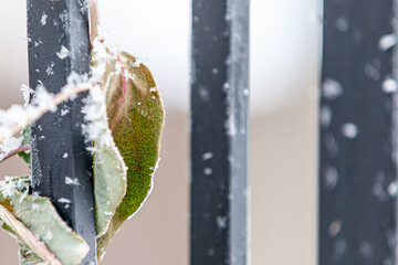 icy leaf on metal rod