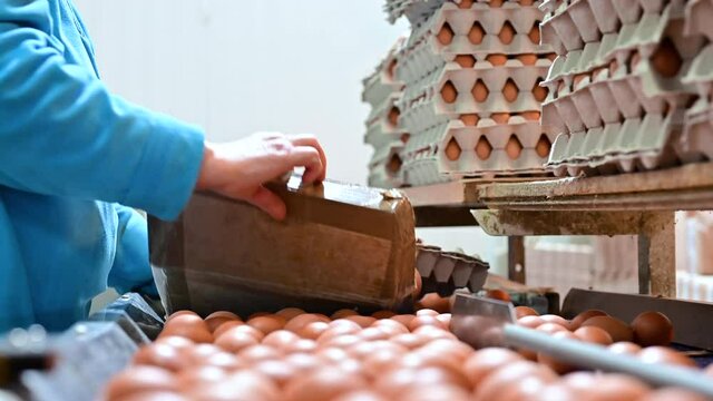 Factory Chicken egg production. Worker sort chicken eggs on conveyor. Agribusiness company. High quality 4k footage