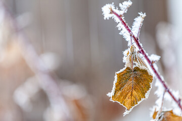 autumn leaves on the snow