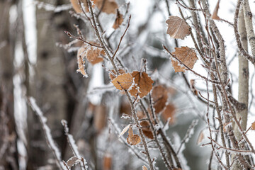 multiple leaves with frost