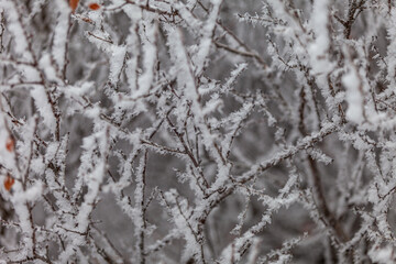 snow covered branches