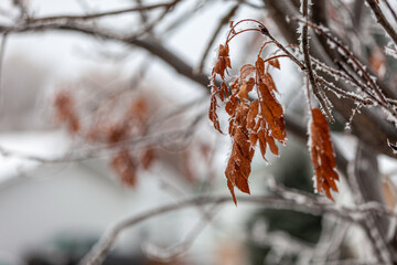 snow covered leaves