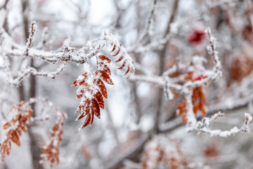 red berries in snow