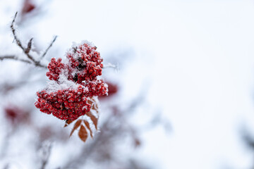 berries on snow covered branches of a tree