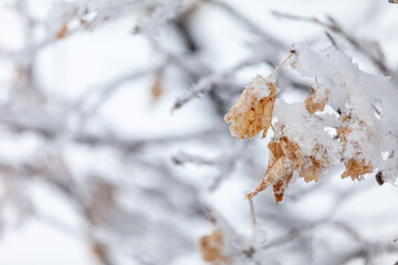 snow covered branches