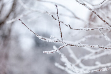 frost on a branch