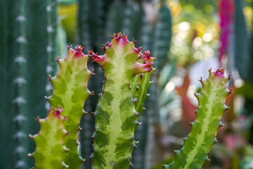Long strip cactus red shoot close-up