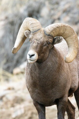 Bighorn Sheep Waterton