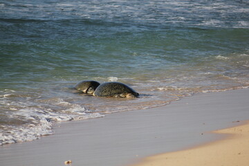 Green Sea Turtles resting on a beach during breeding season in the Ningaloo reef, Western Australia 
