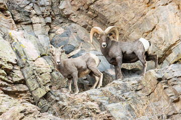 Bighorn Sheep Waterton