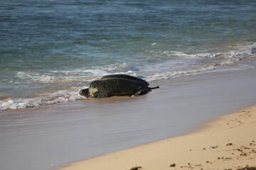 Green Sea Turtles resting on a beach during breeding season in the Ningaloo reef, Western Australia 
