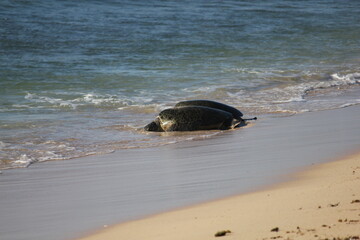 Green Sea Turtles resting on a beach during breeding season in the Ningaloo reef, Western Australia 
