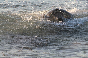 Green Sea turtles mating in the Ningaloo reef, Western Australia.