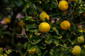 Tropical fruits on tree in garden