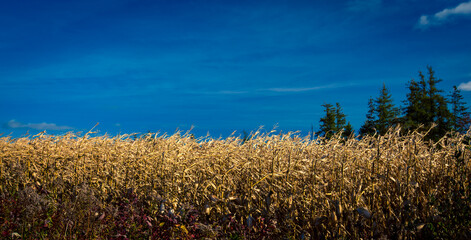 Ripe corn in the autumn in Prince Edward Island