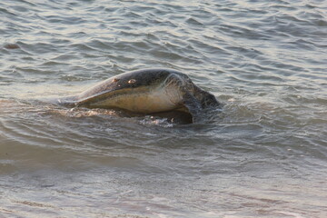 Green Sea turtles mating in the Ningaloo reef, Western Australia.