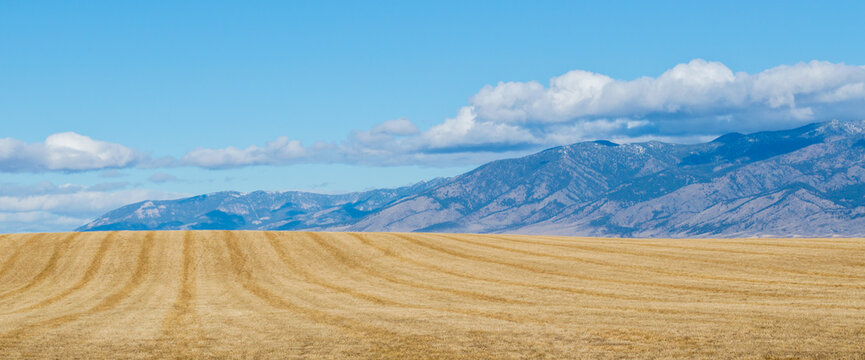 panorama of golden hay field in Montana with the majestic Rocky Mountains in the distance under blue sky