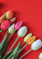 Bouquet of tulips on red background with leaves. copy space area