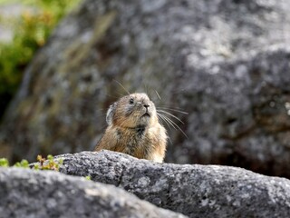 岩場の上で警戒するナキウサギ＠北海道