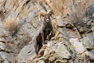 Bighorn Sheep Waterton