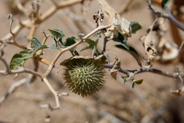 Green immature prickly trichromatic dehiscent capsule fruit of Sacred Moonflower, Datura Wrightii,...