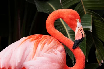 Foto op Plexiglas Portrait of a pink flamingo in front of green palm leaves. © KennyOPhoto