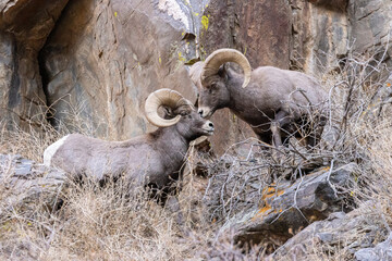 Bighorn Sheep Waterton
