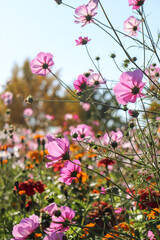 ピンク 花畑 コスモス 秋桜 夕暮れ 幻想的
