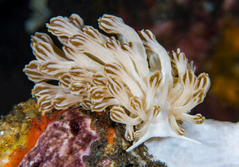 Fototapeta na wymiar Nudibranch (sea slug) - Phyllodesmium rudmani. Macro underwater world of Tulamben, Bali, Indonesia.