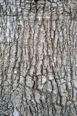close up to the Bark of the tree
