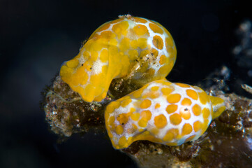 Yellow-spotted Bubble Snail -lamprohaminoea sp. (nudibranch - sea slug). Macro underwater world of Tulamben, Bali, Indonesia. © diveivanov