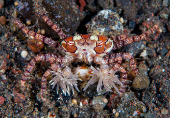 Boxer Crab - Lybia tesselata. Macro underwater world of Tulamben, Bali, Indonesia.	
