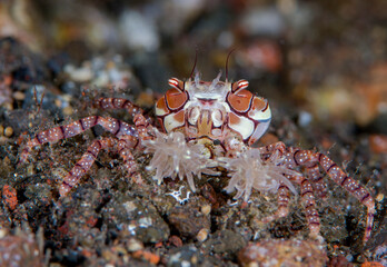 Boxer Crab - Lybia tesselata. Macro underwater world of Tulamben, Bali, Indonesia. 