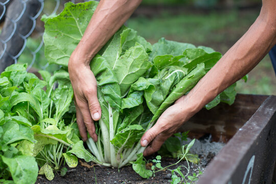 woman's hands harvesting chard in the garden