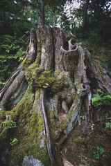 SONY DSC old tree, roots, moss,nature,landscape,
古株,風景,木の株,